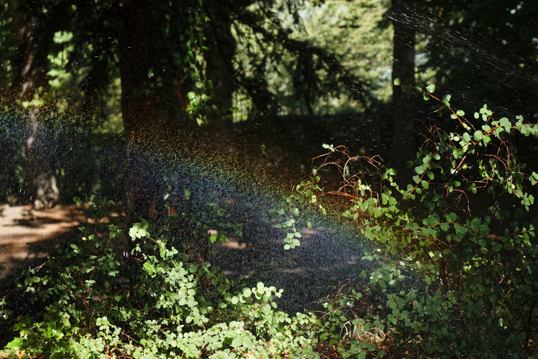 Forest photo spot Parc Bargoin Le Claux