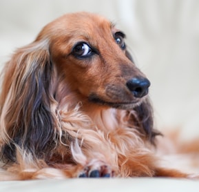 brown and black long haired dachshund