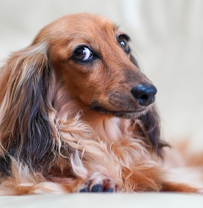 brown and black long haired dachshund