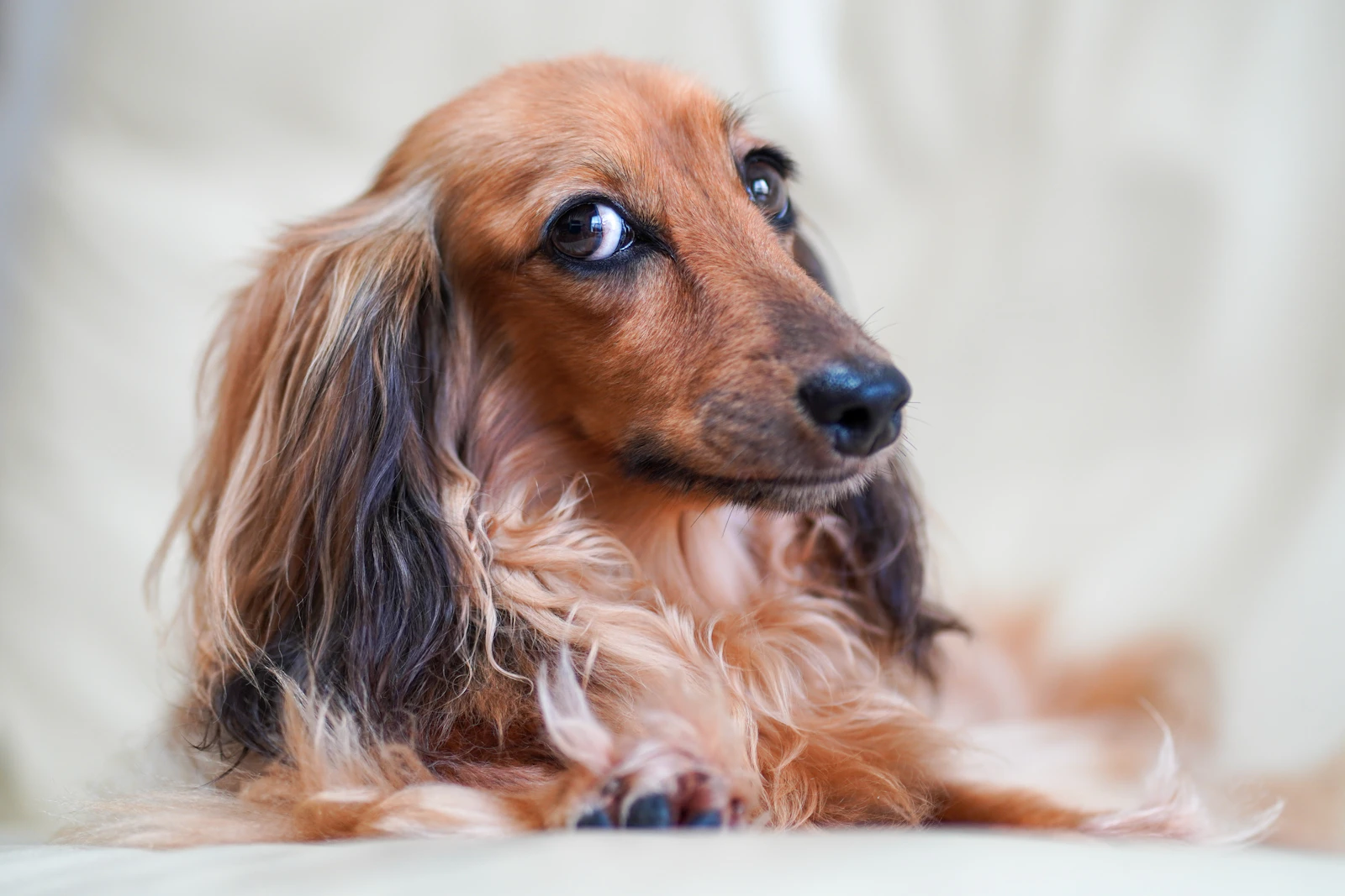Brown and black long-haired Dachshund close portrait, photo on Unsplash