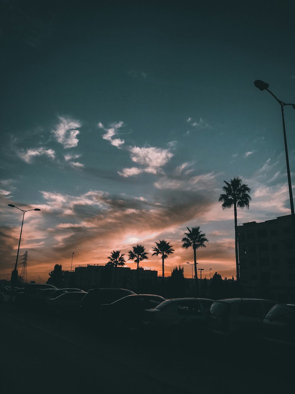 silhouette of palm trees during sunset