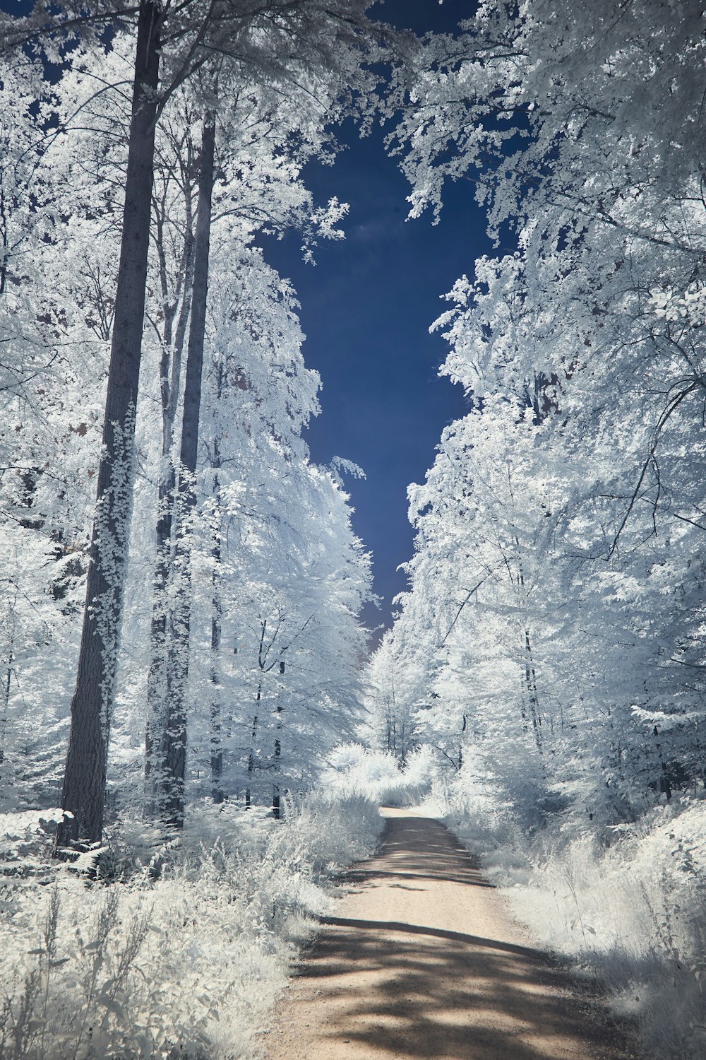 brown wooden house in the middle of trees covered with snow during daytime