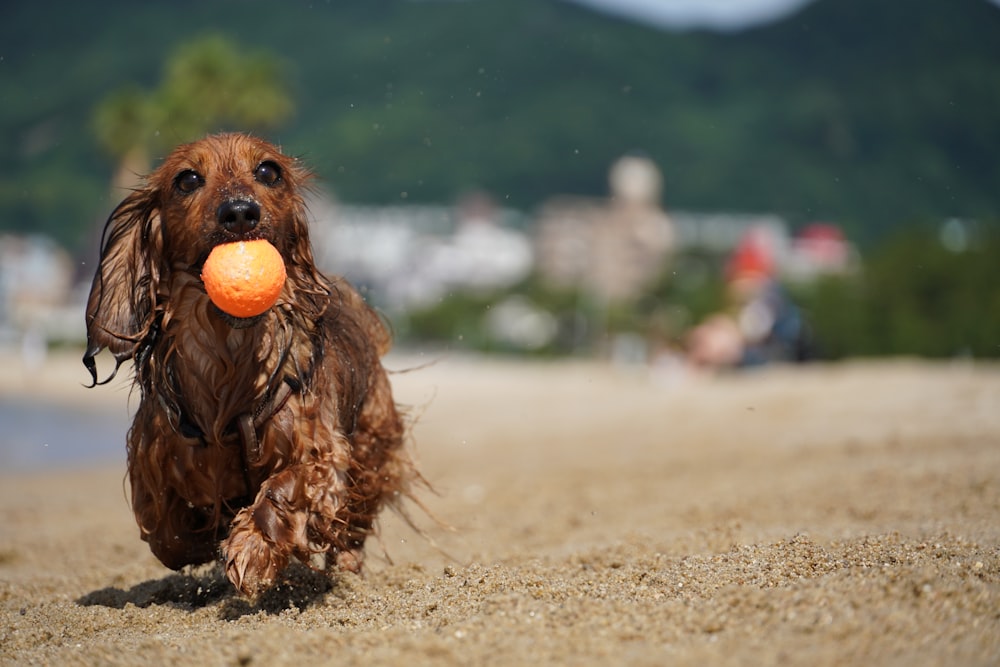 brauner langhaariger kleiner Hund tagsüber auf braunem Sand