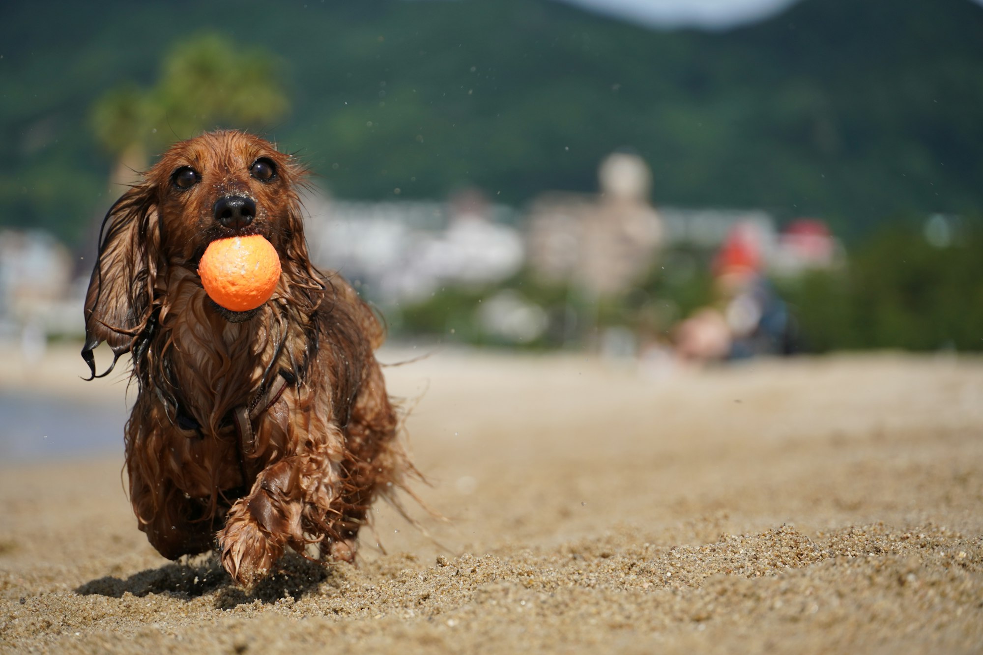 Are Dachshunds Easy to Train?