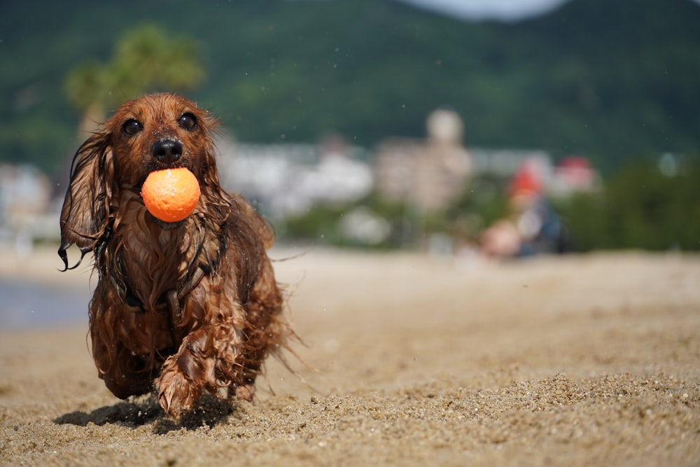 brown long coated small dog on brown sand during daytime