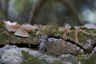 A large beetle with long antennae crawls over a moss-covered rock, surrounded by dry leaves and undergrowth in a forest setting. The background is blurred with shades of green and brown, suggesting a natural habitat.