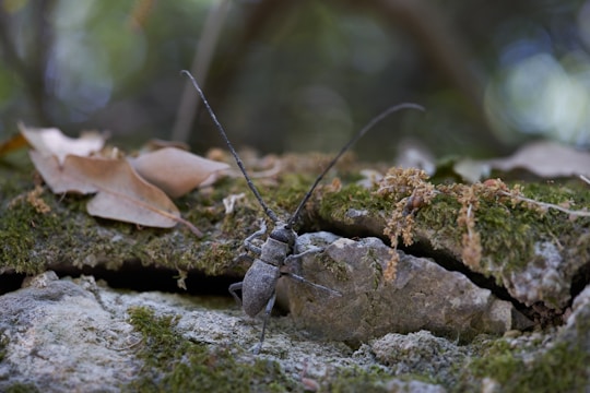 A large beetle with long antennae crawls over a moss-covered rock, surrounded by dry leaves and undergrowth in a forest setting. The background is blurred with shades of green and brown, suggesting a natural habitat.