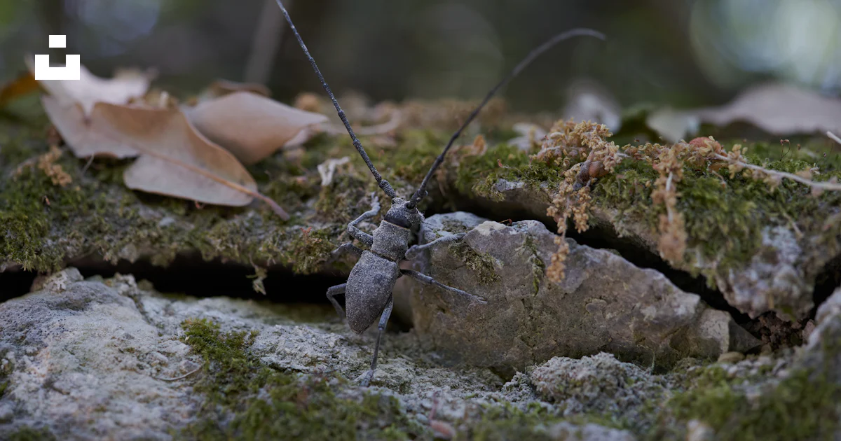 Grey Inects Gray insect on brown rock photo – Free Grey Image on Unsplash