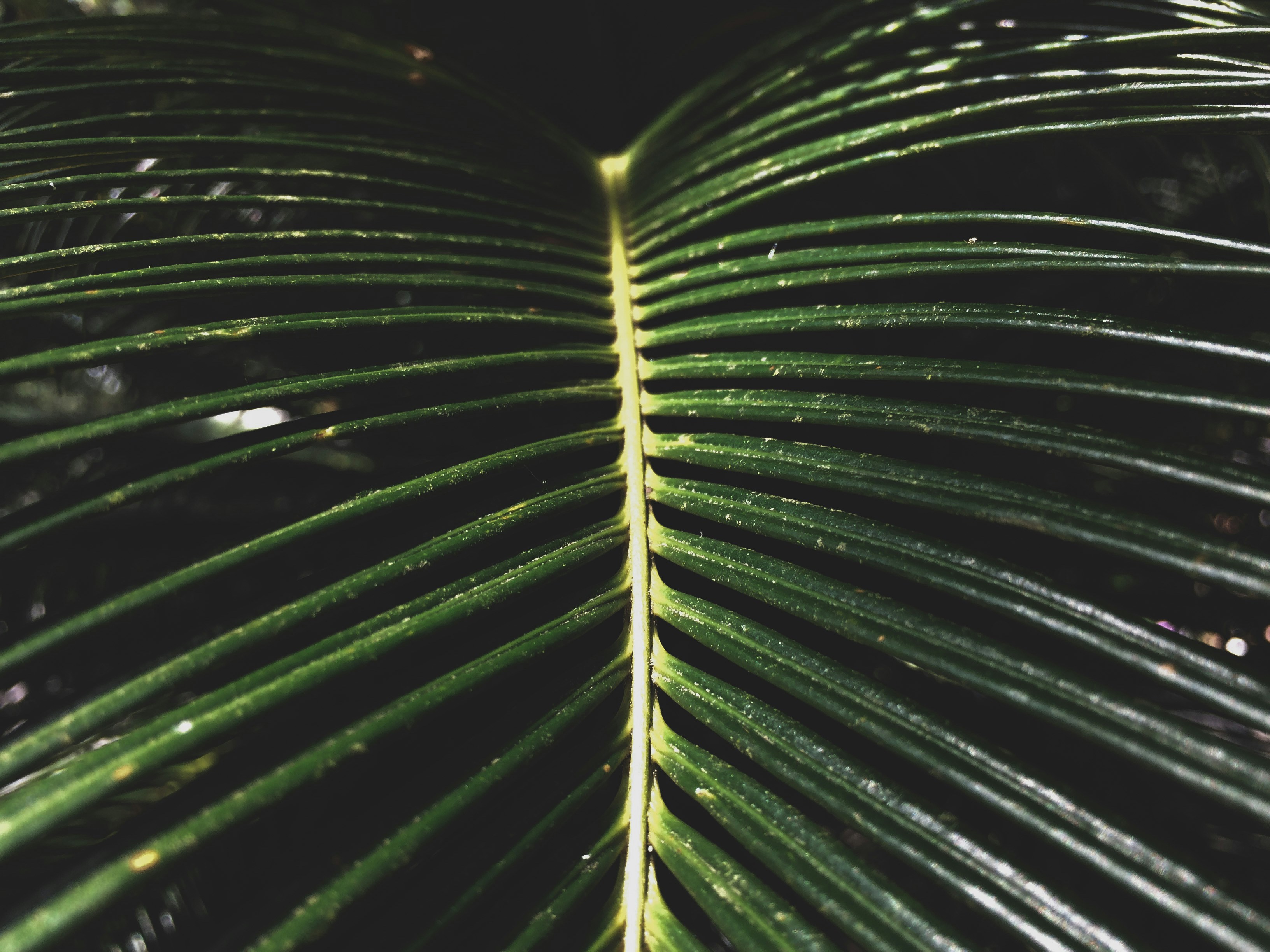 green leaf plant in close up photography