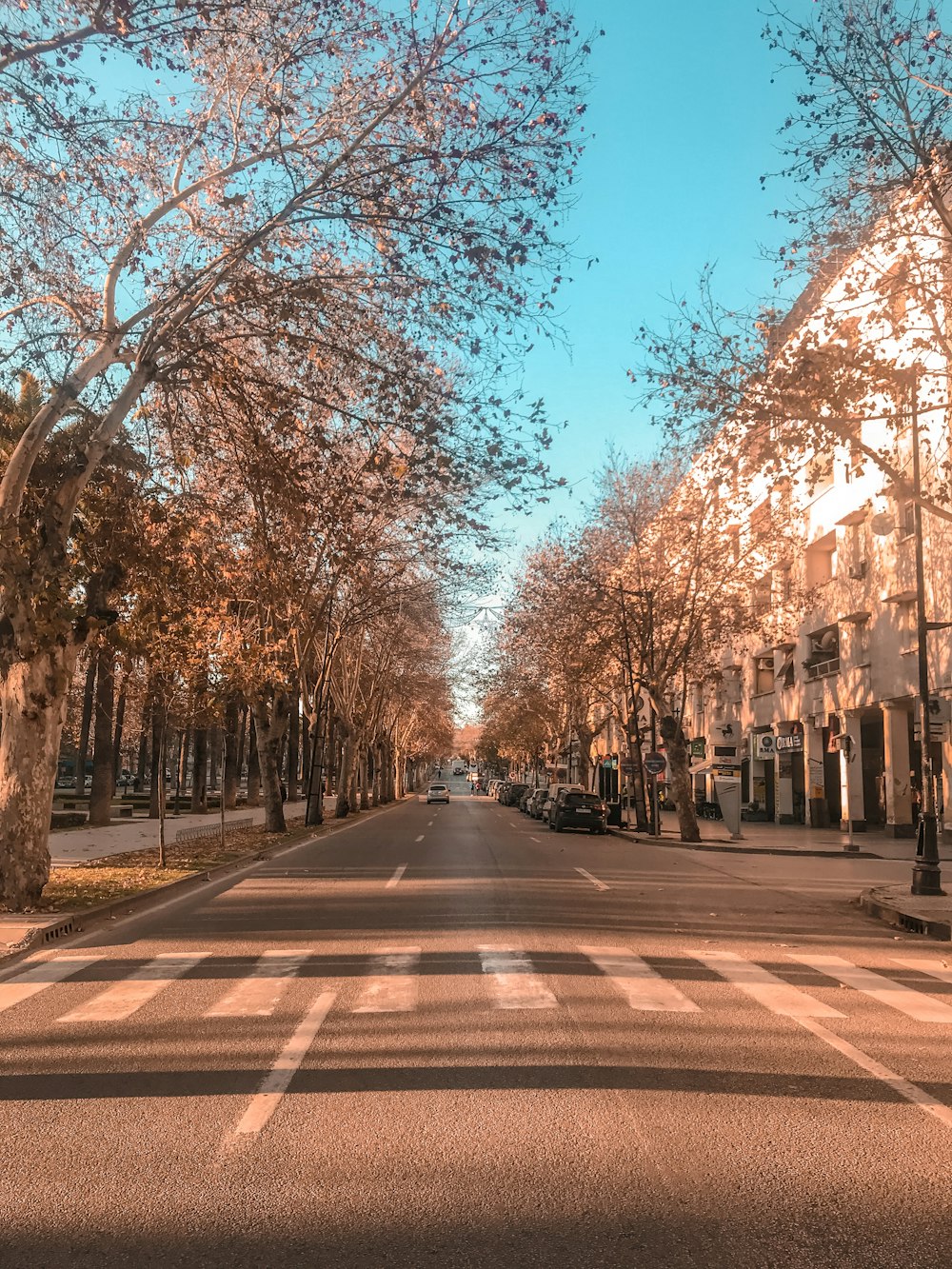 brown and white road between brown trees during daytime