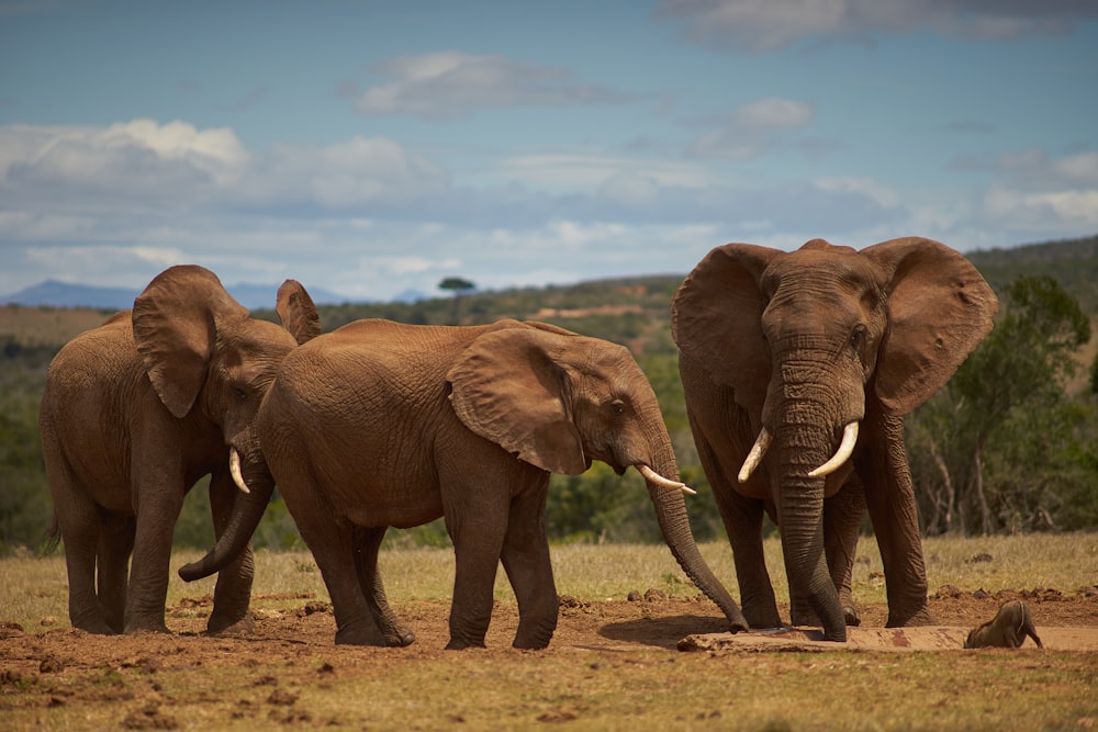 three elephants walking on brown dirt field during daytime
