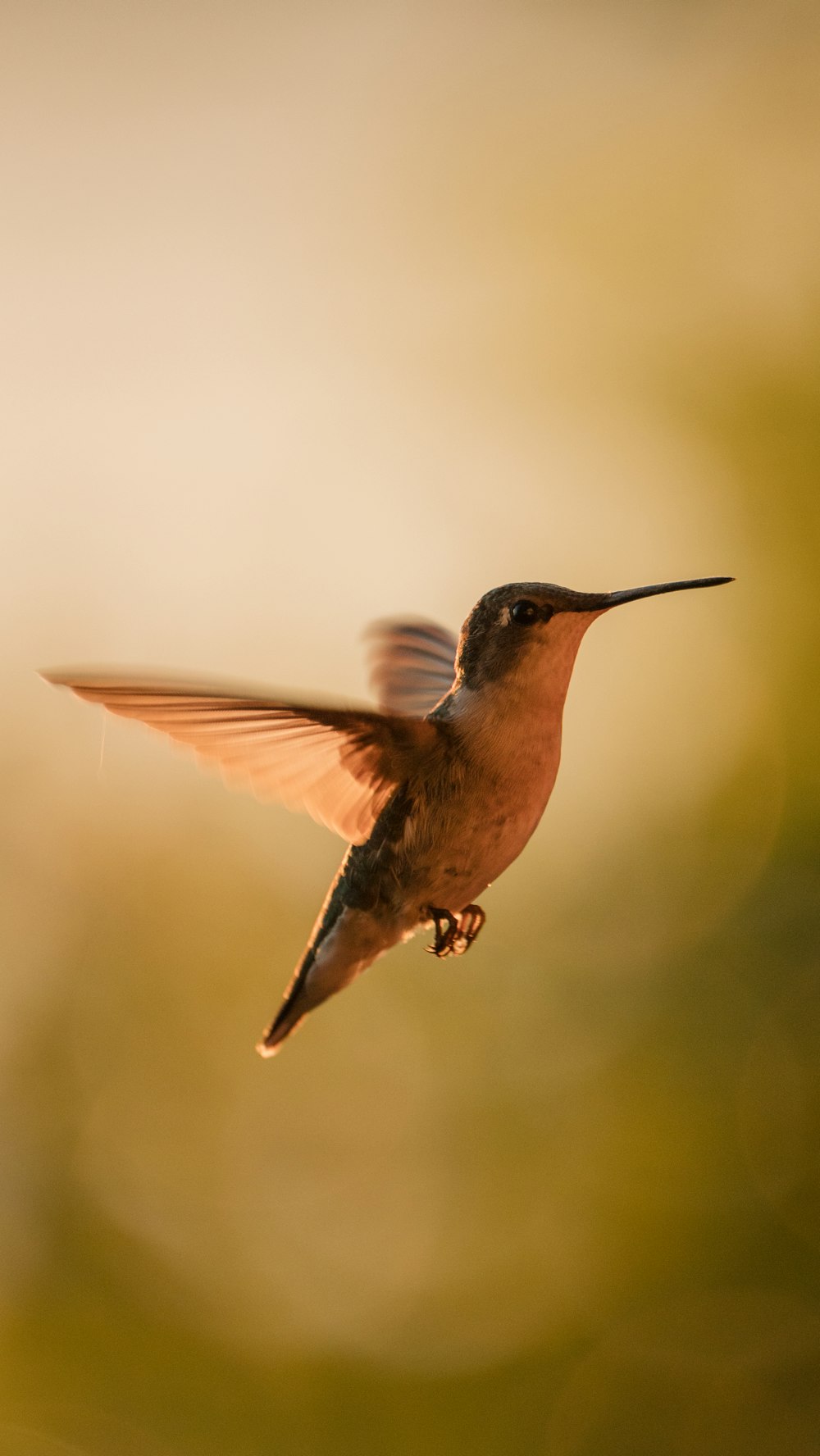 brown humming bird flying in mid air