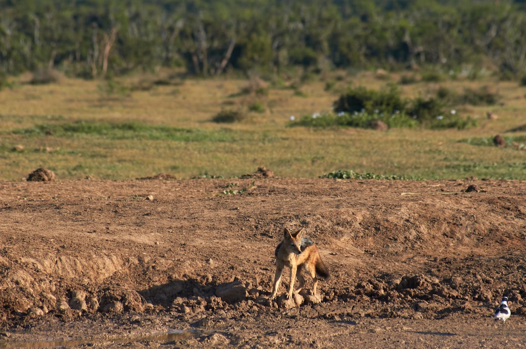 brown fox on brown field during daytime