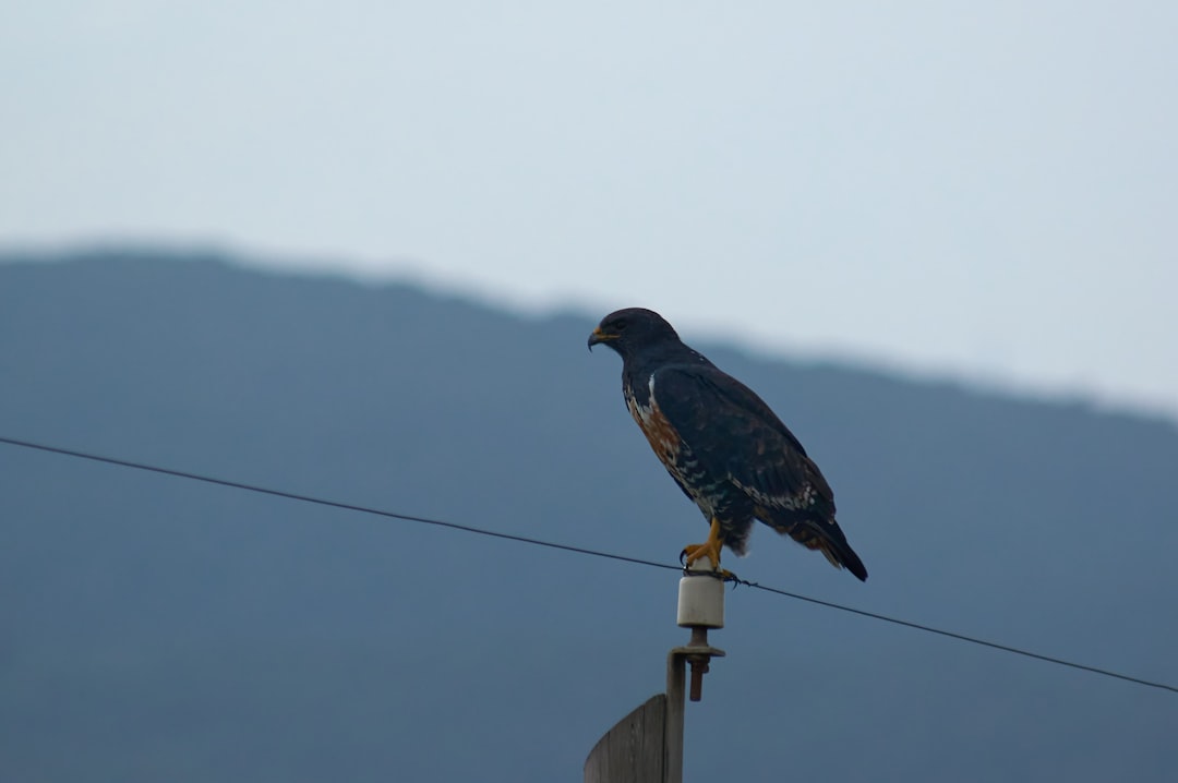 black bird on white post