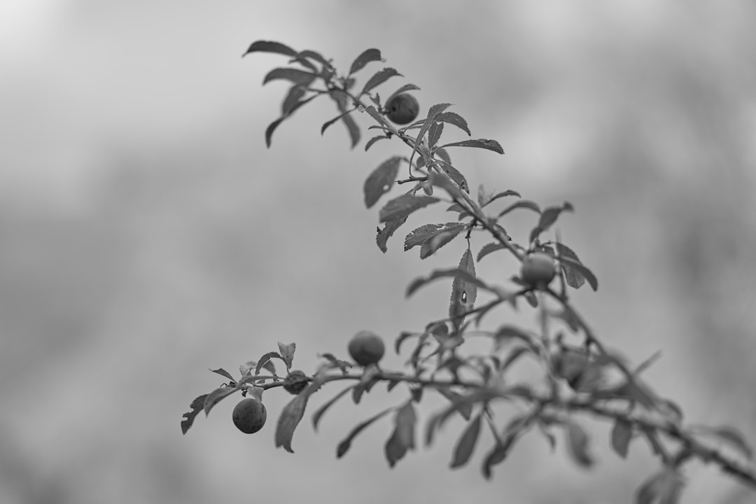 green leaves in tilt shift lens