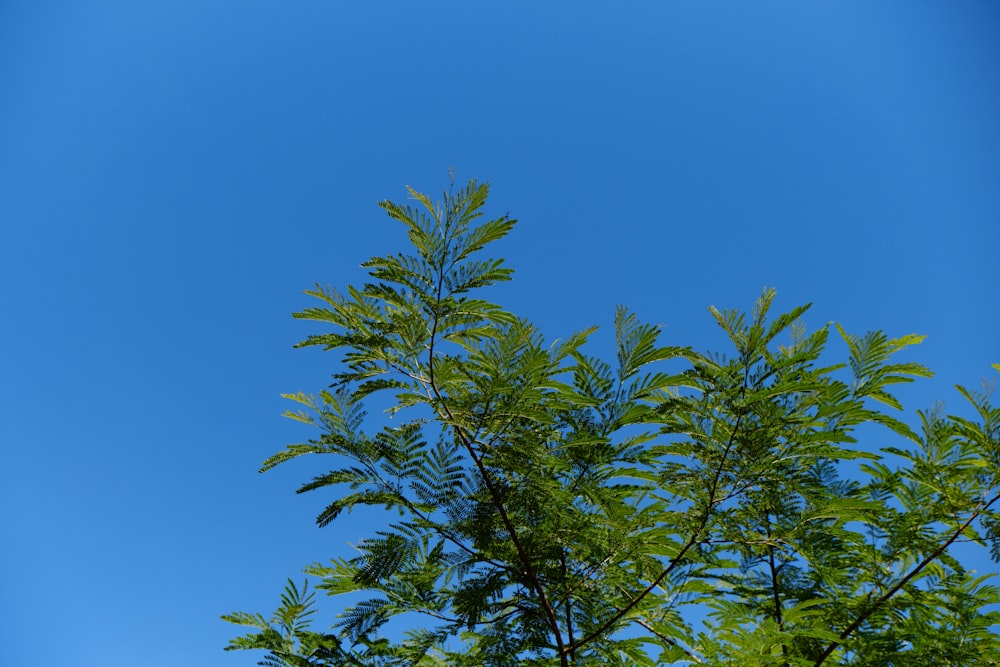 grüner Blattbaum unter blauem Himmel tagsüber