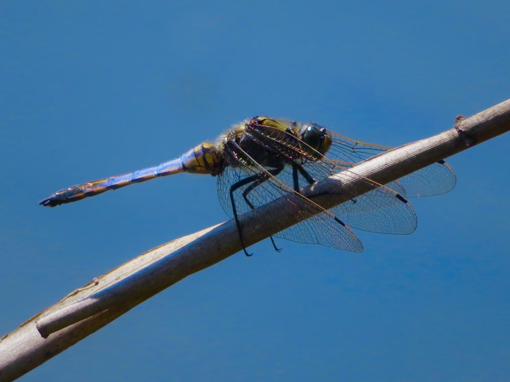 brown and black dragonfly on brown wooden stick during daytime