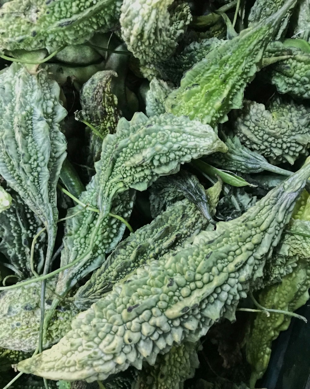 green vegetable on brown soil