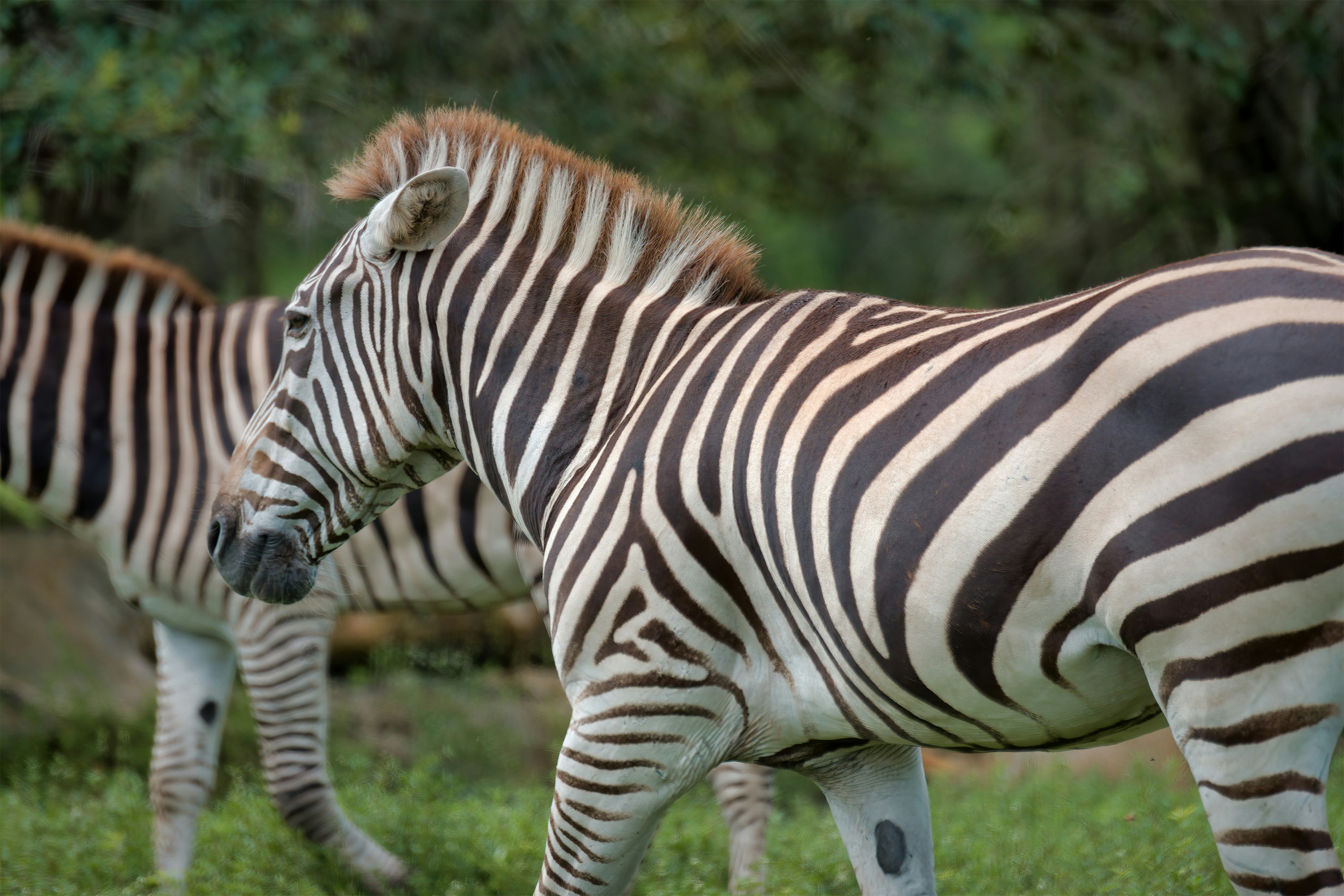 zebra standing on green grass during daytime photo – Free Loxahatchee