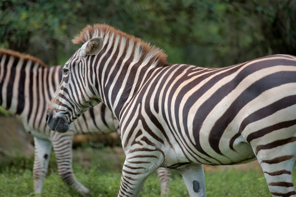 zebra standing on green grass during daytime