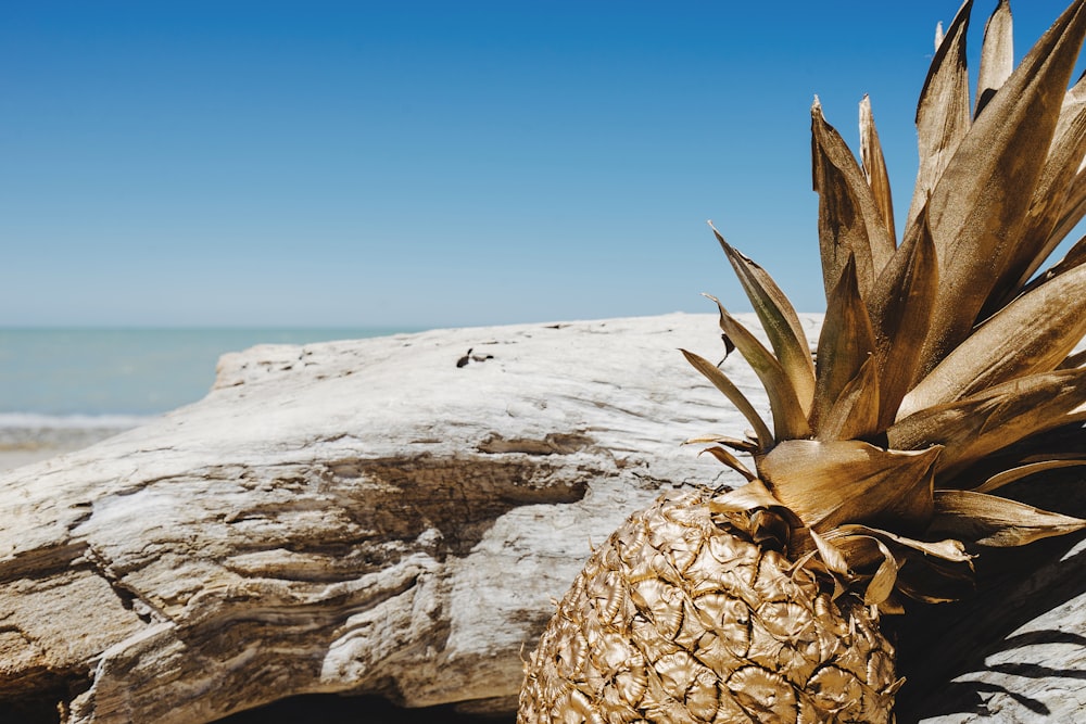 brown pineapple on white sand during daytime