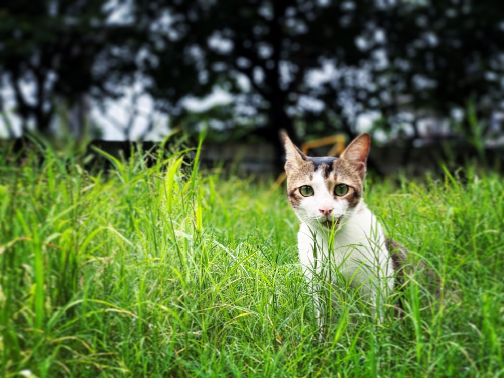 white and brown cat on green grass field during daytime