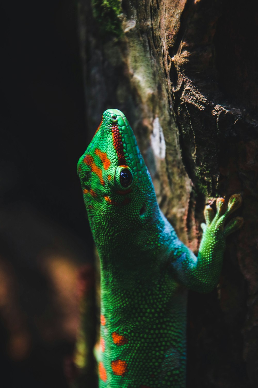 lézard vert sur tronc d’arbre brun