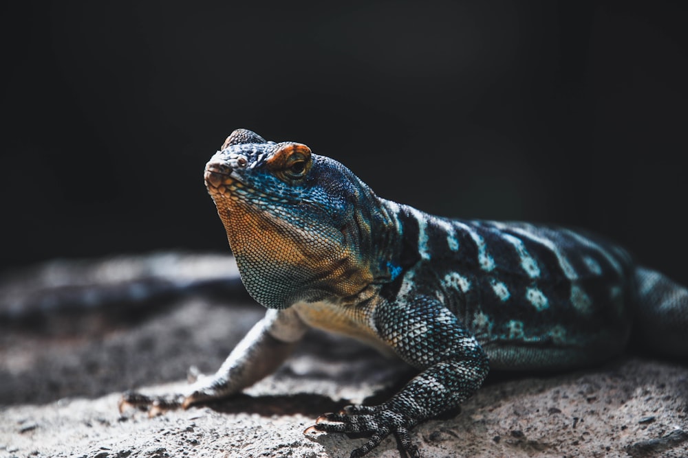 green and black lizard on brown soil