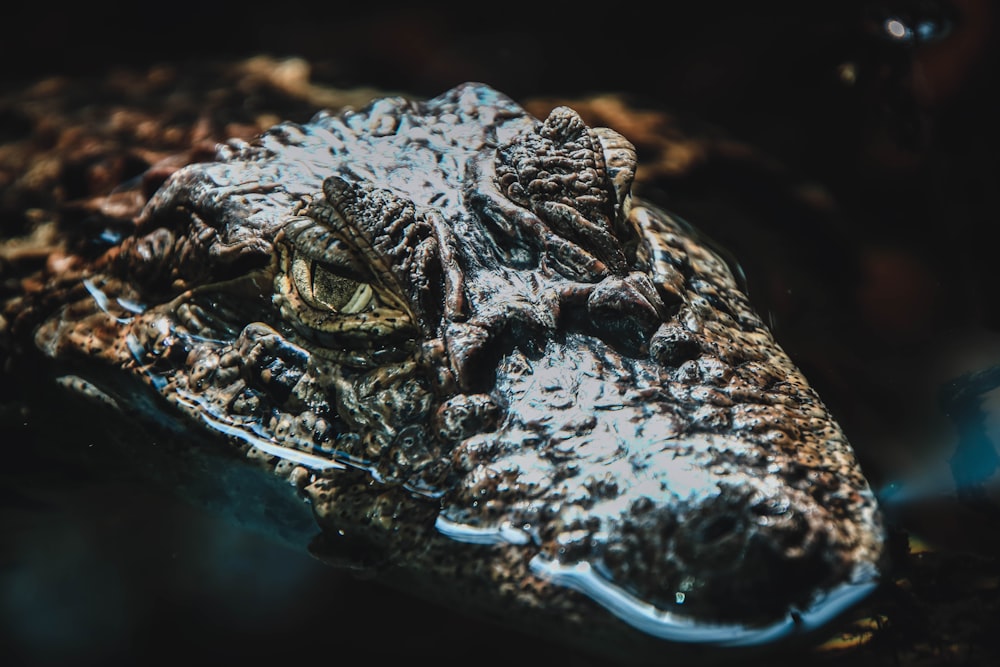 black crocodile on water during daytime