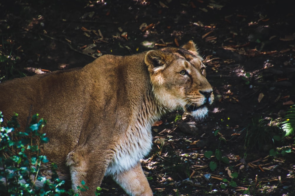 brown and white tiger on green grass