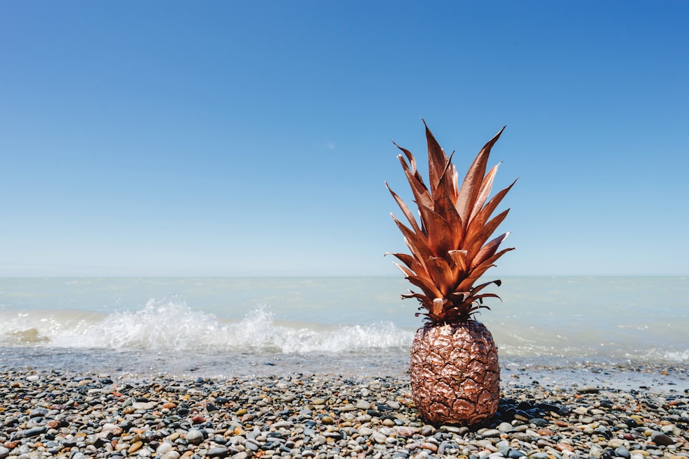 pineapple on beach shore during daytime