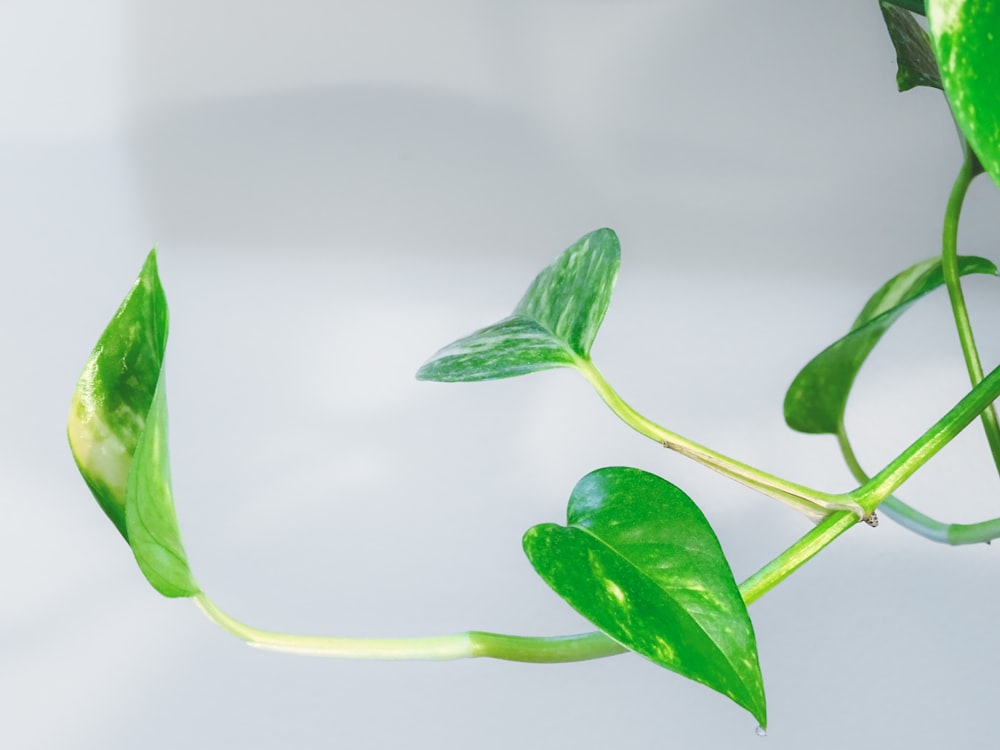 green leaves on white surface