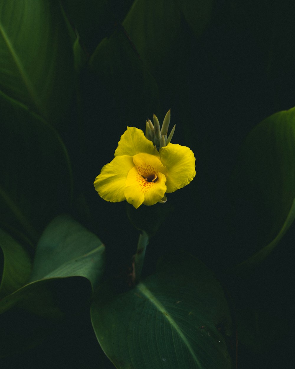 yellow flower in macro shot