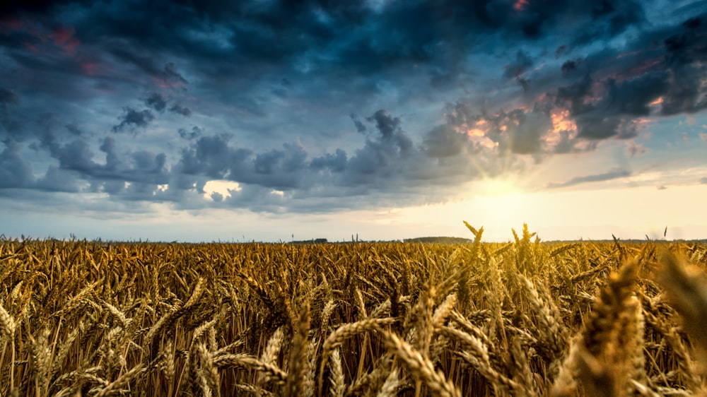 brown wheat field under cloudy sky during daytime