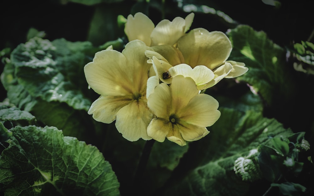 yellow flower with green leaves