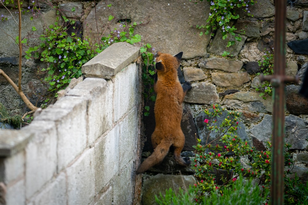 brown short coated dog on gray concrete wall