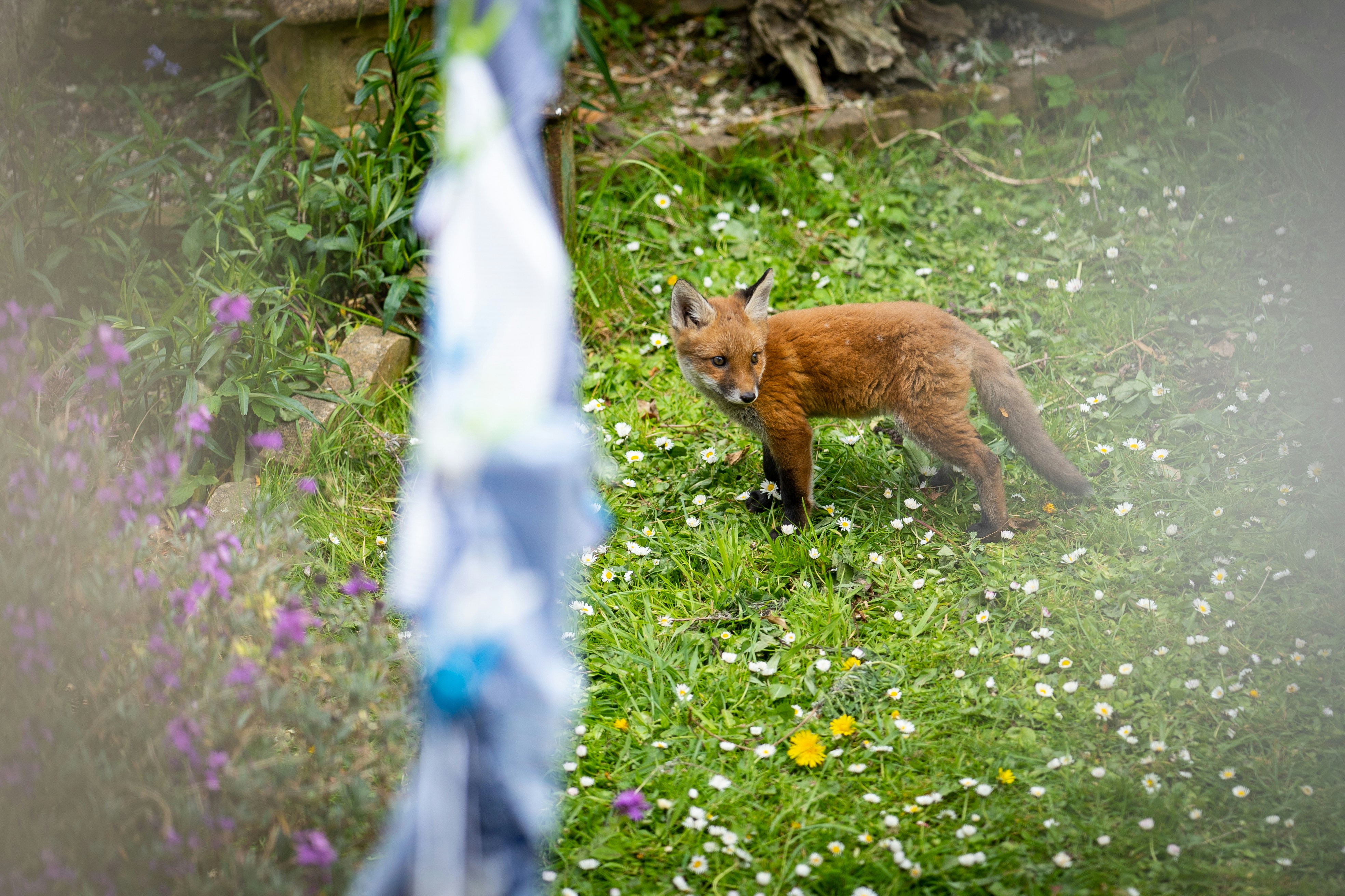 brown fox on green grass during daytime