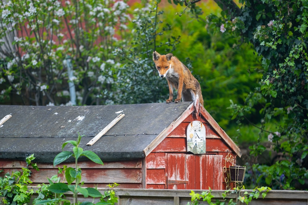 brown and white fox on brown wooden roof during daytime