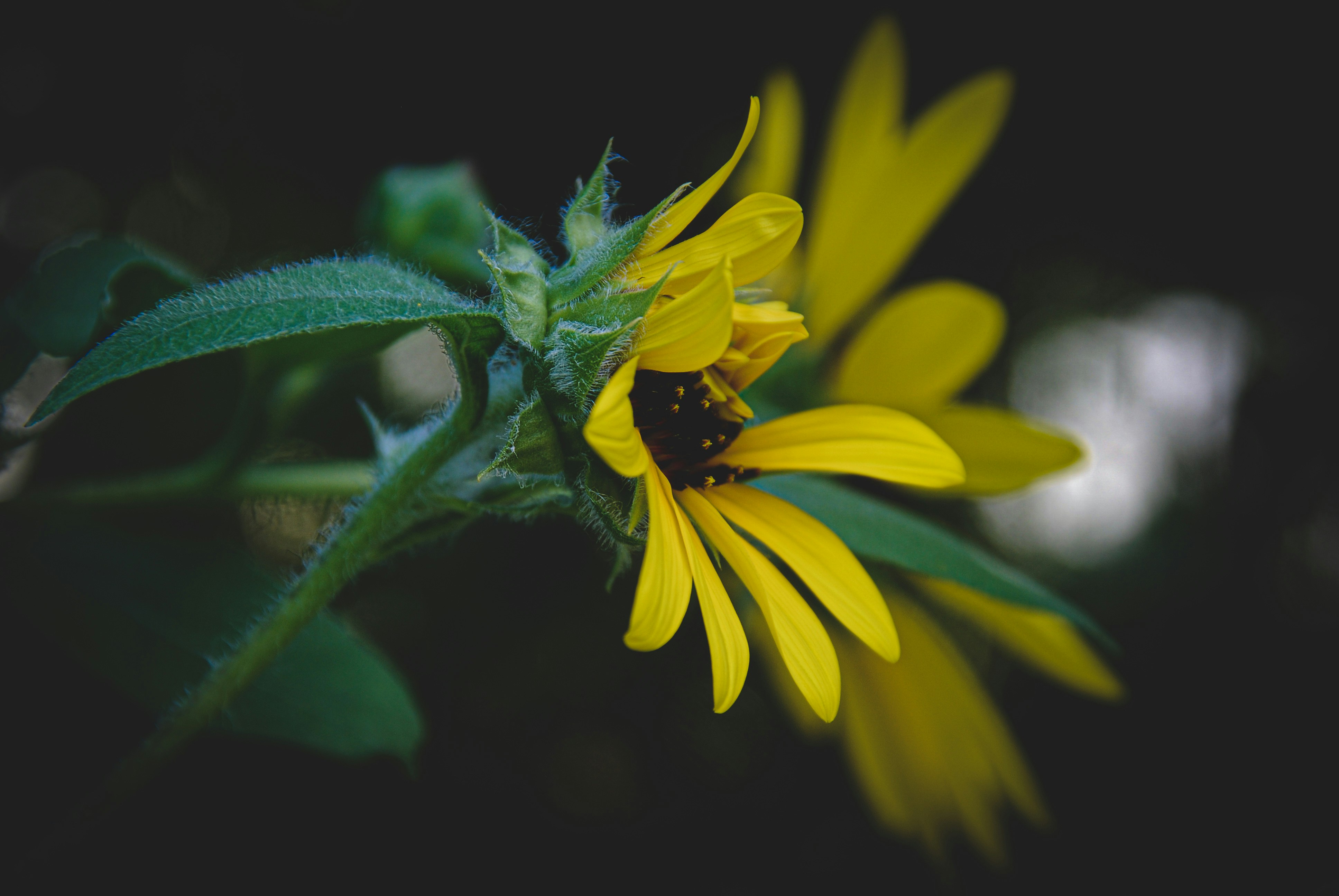 yellow flower with black and white butterfly
