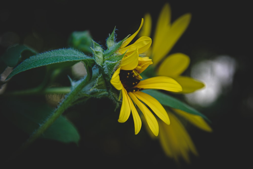 yellow flower with black and white butterfly