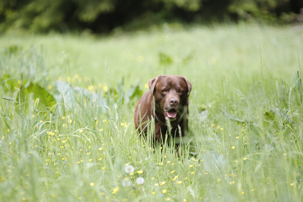 brown short coated dog on green grass field during daytime