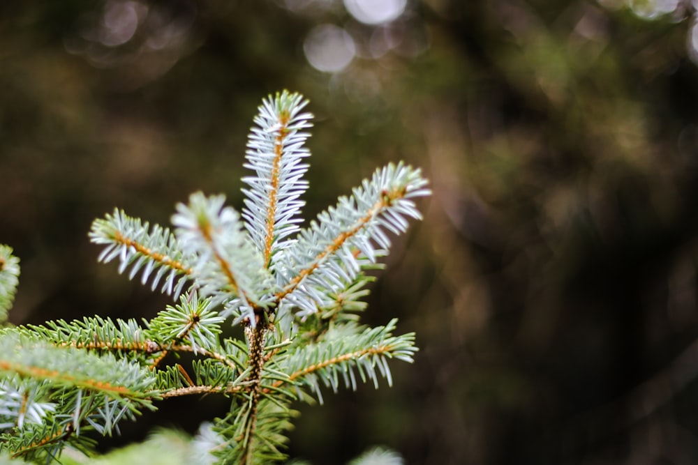 green leaf plant in close up photography