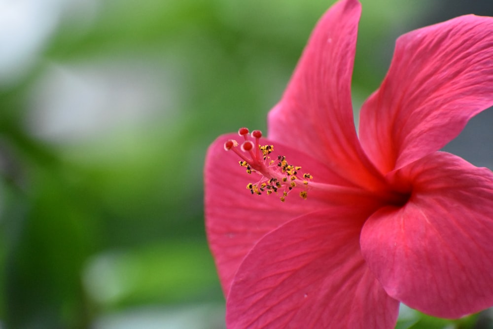 pink flower in tilt shift lens