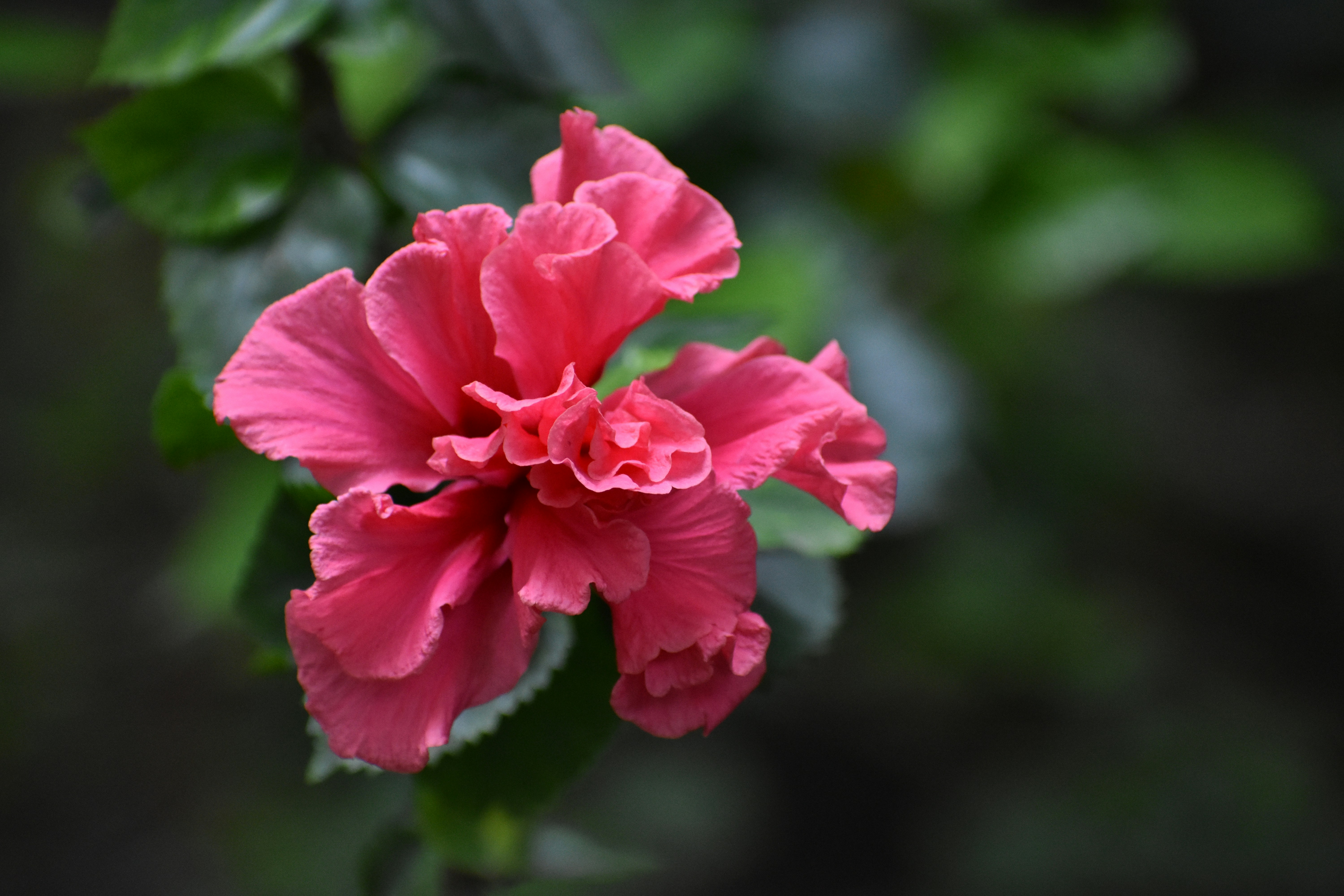 Photo by hridyadphoto