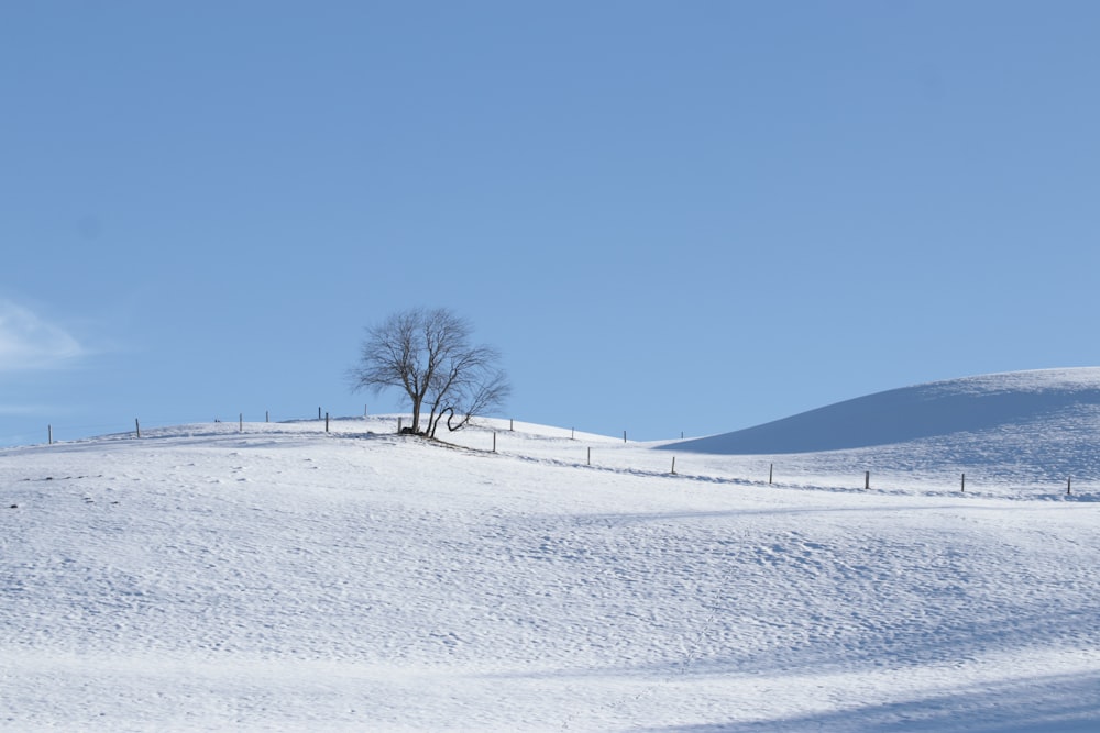 bare trees on snow covered ground under blue sky during daytime