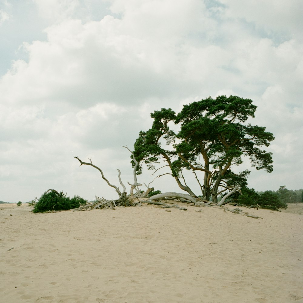 green tree on brown sand during daytime