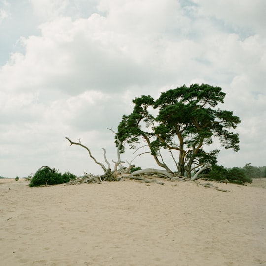 green tree on brown sand during daytime in De Hoge Veluwe (Nationaal Park) Netherlands