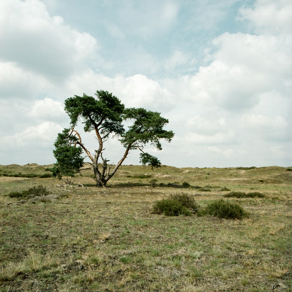 green tree on brown grass field under white clouds during daytime