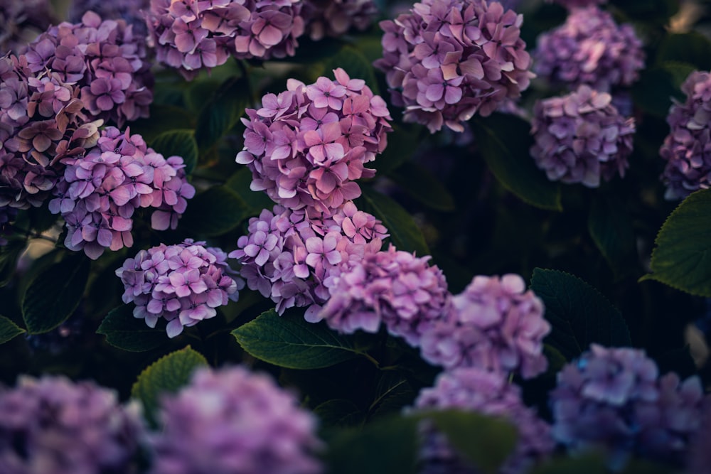 purple flowers in tilt shift lens