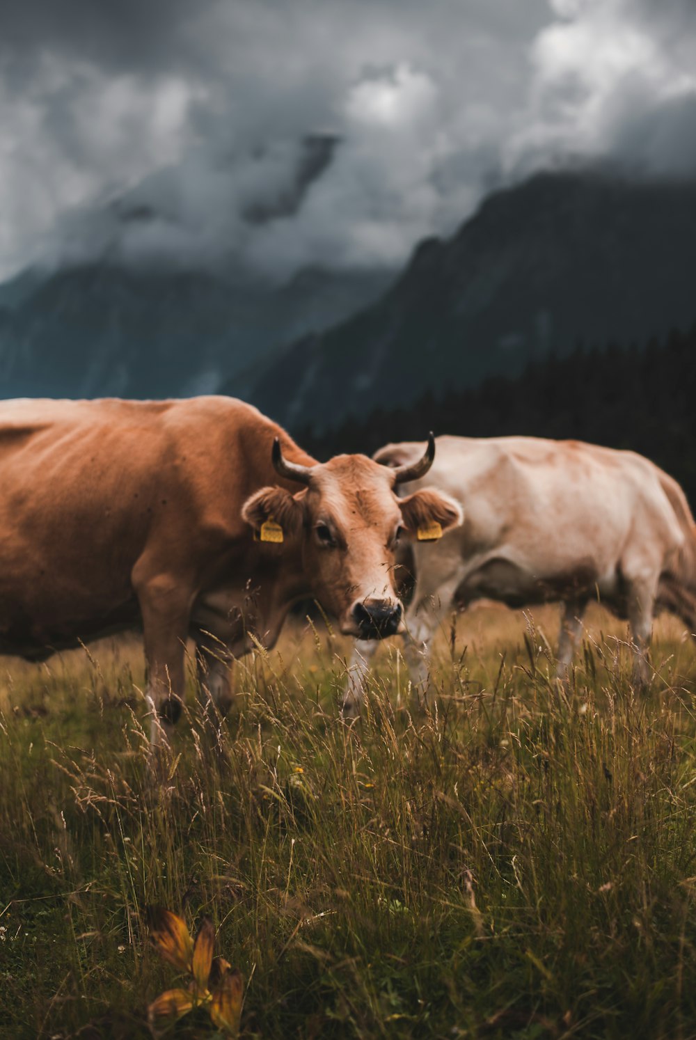 brown cow on green grass field during daytime